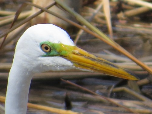 Ardea alba