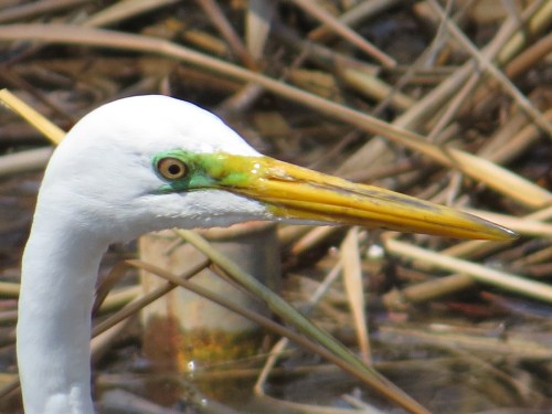 Ardea alba