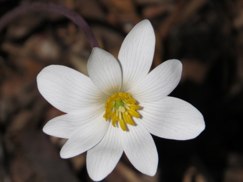 Sanguinaria canadensis
