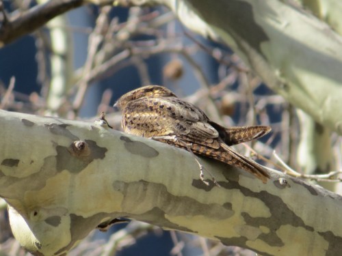 Antrostomus carolinensis