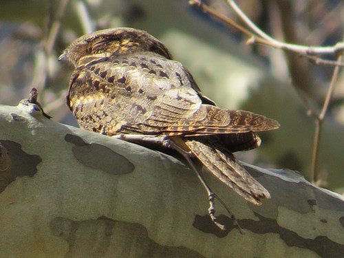 Antrostomus carolinensis
