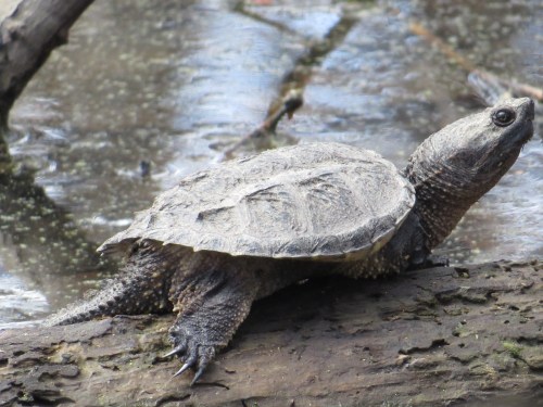 Chelydra serpentina