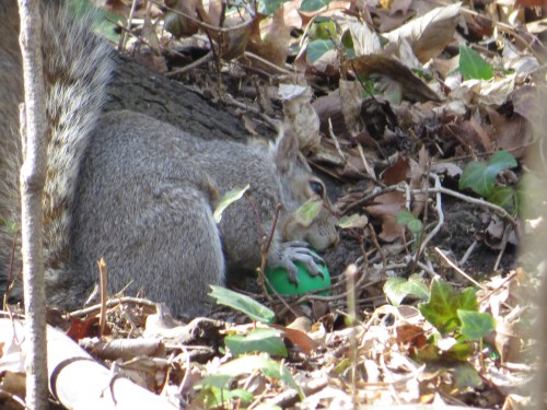 Sciurus carolinensis