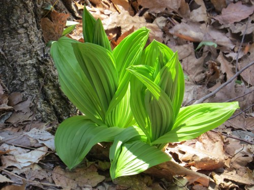 Veratrum viride