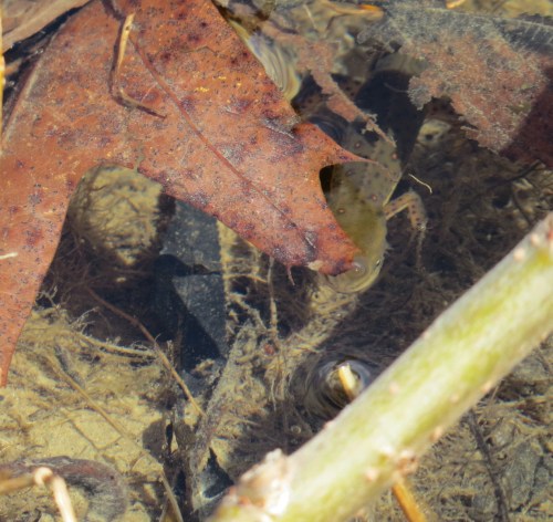 Notophthalmus viridescens