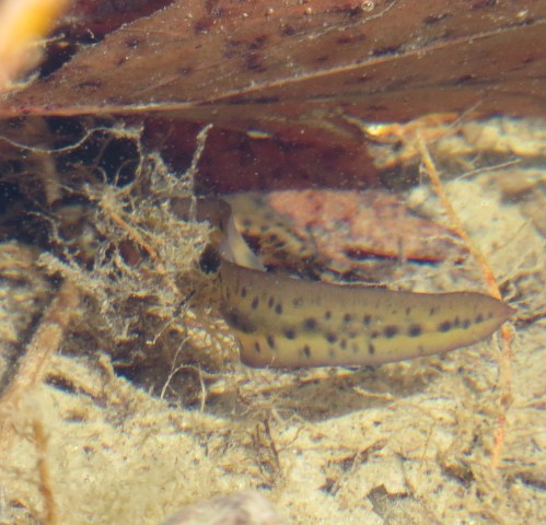 Notophthalmus viridescens