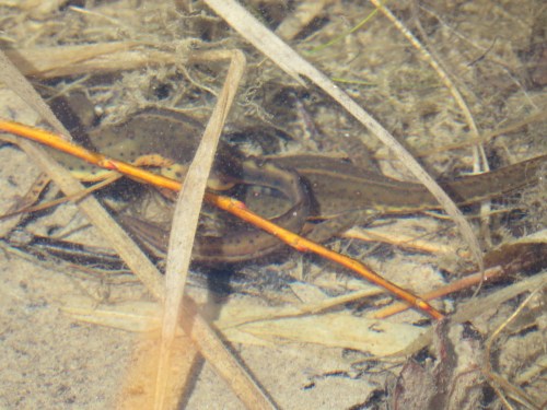 Notophthalmus viridescens