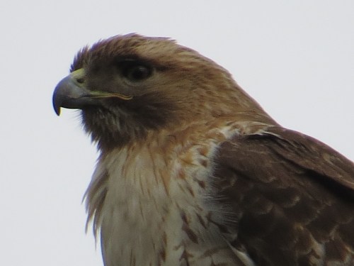 Buteo jamaicensis