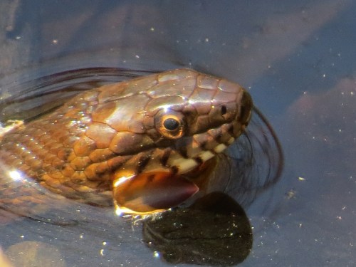 Nerodia sipedon