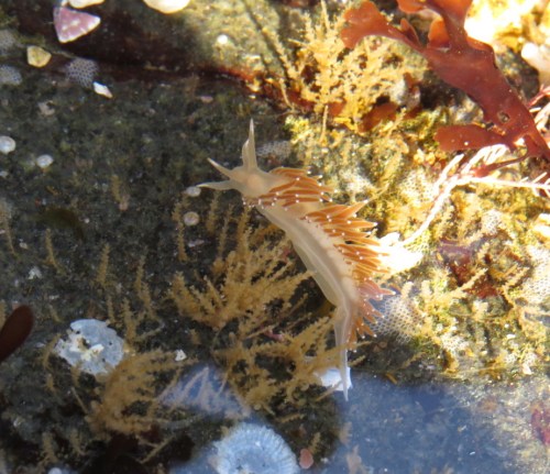 Nudibranch