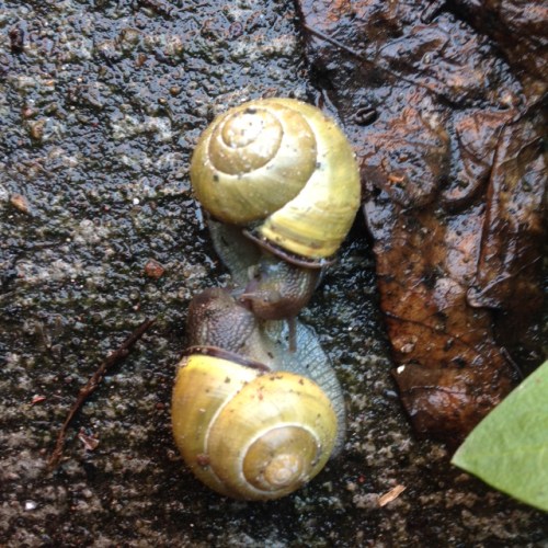 Cepaea nemoralis