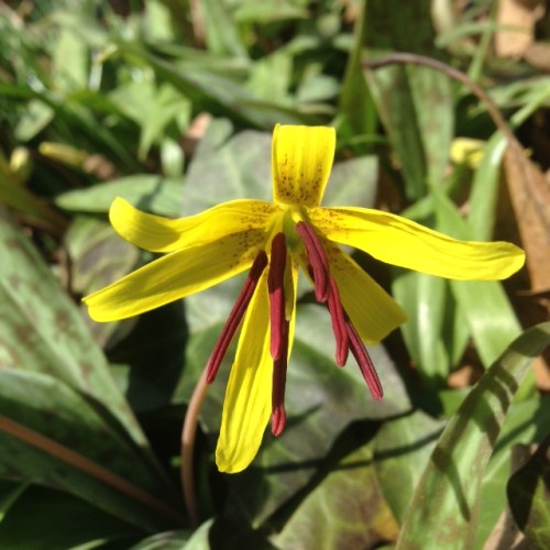Erythronium americanum