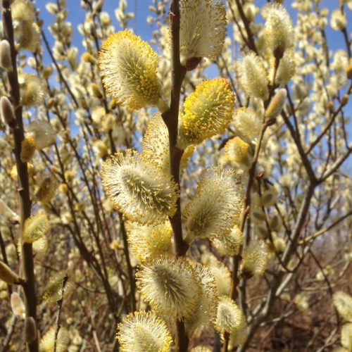 Salix