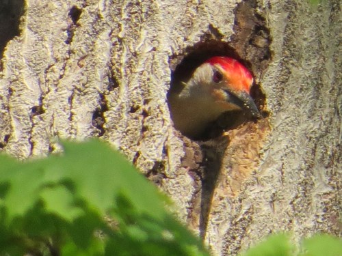 Melanerpes carolinus