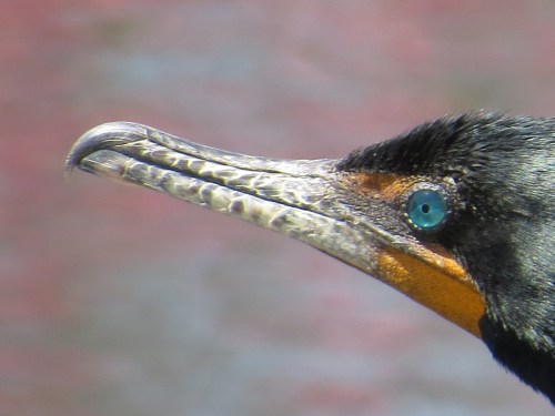Phalacrocorax auritus