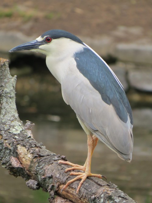 Nycticorax nycticorax
