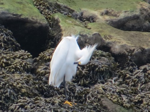 Egretta thula
