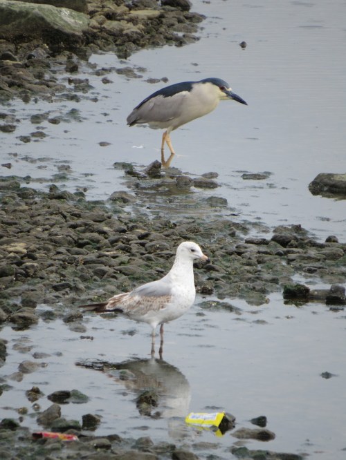 Nycticorax nycticorax, Larus delawarensis