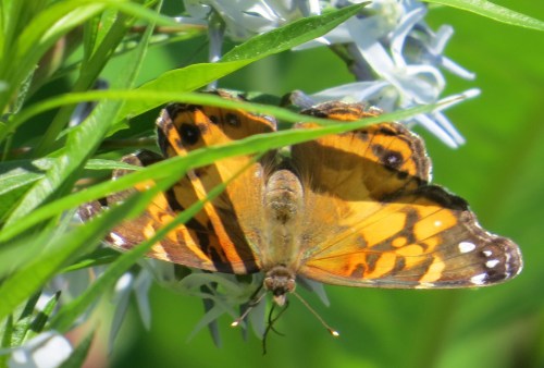 Vanessa virginiensis