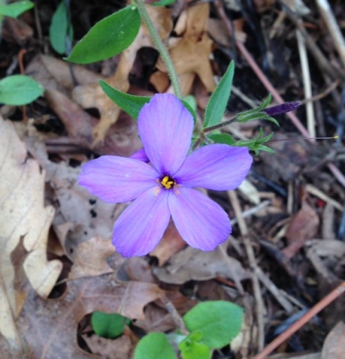 phlox stolinfera