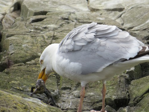 Larus argentatus