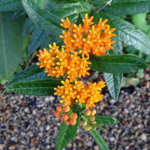 Asclepias tuberosa