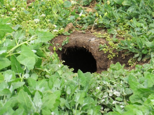puffin burrow