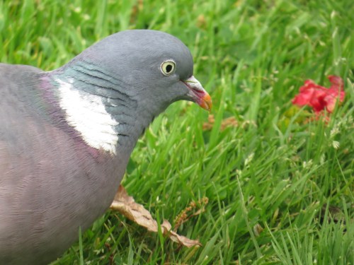 Columba palumbus