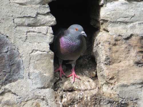 Columba livia
