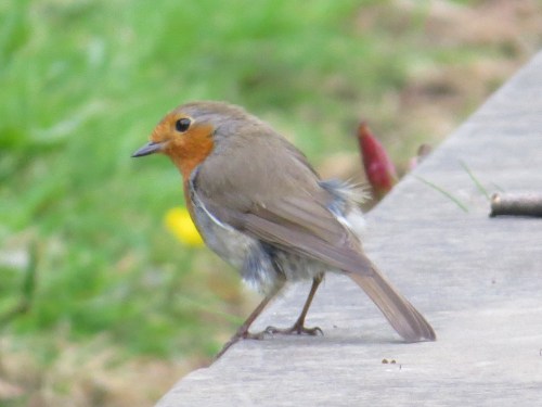 Erithacus rubecula