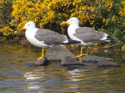 Larus fuscus