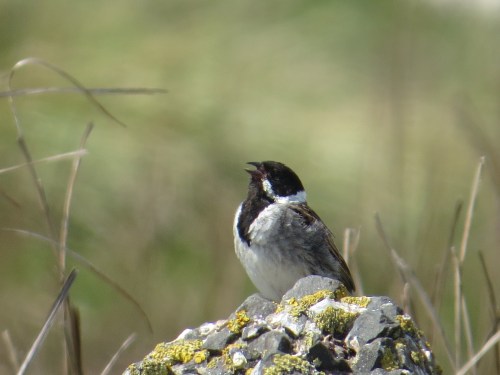  Emberiza schoeniclus