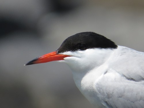 Sterna hirundo