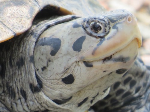 Malaclemys terrapin