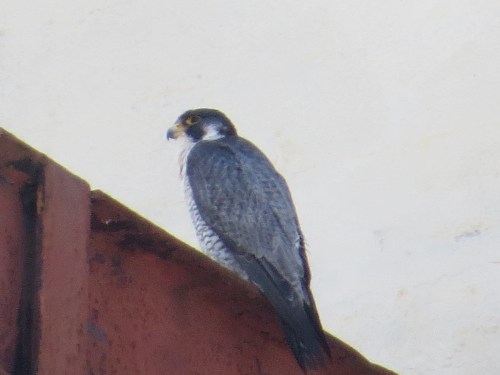 Falco peregrinus
