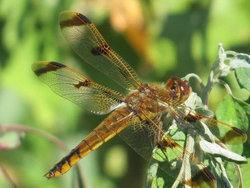 Libellula semifasciata