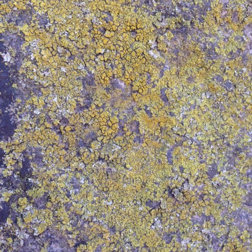 Lichen