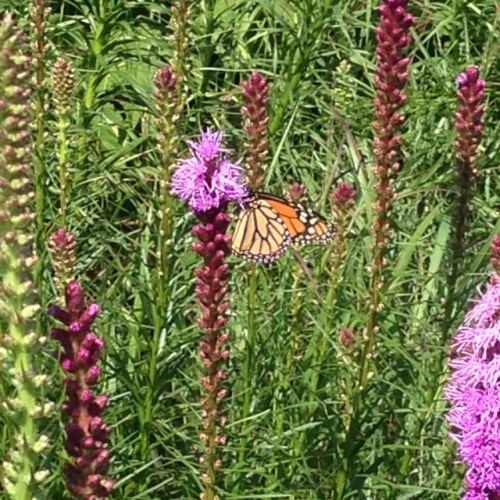 Danaus plexippus