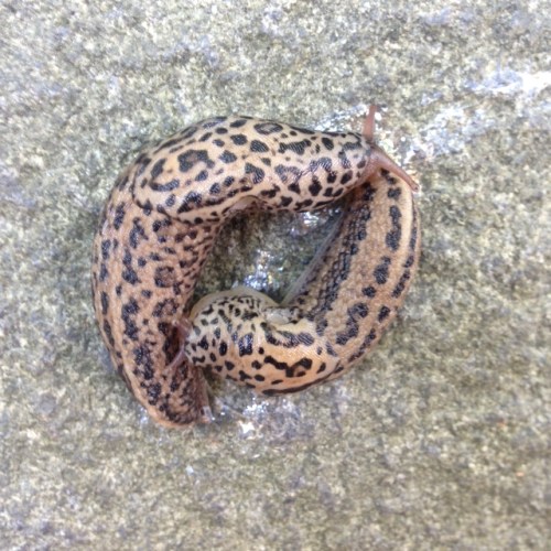 Limax maximus