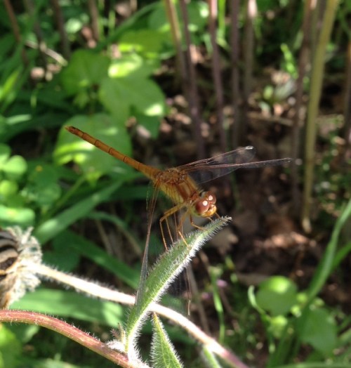 Sympetrum vicinum