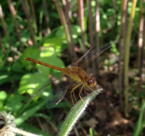 Sympetrum vicinum