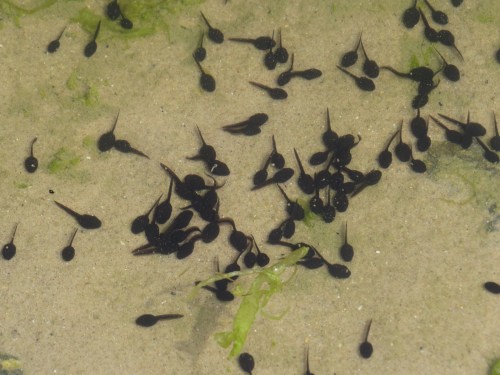 tadpoles