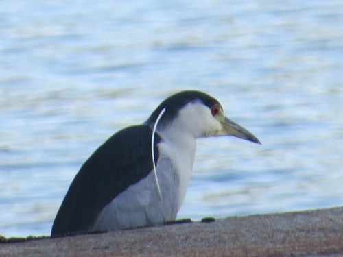 Nycticorax nycticorax