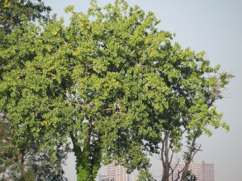 Populus deltoides