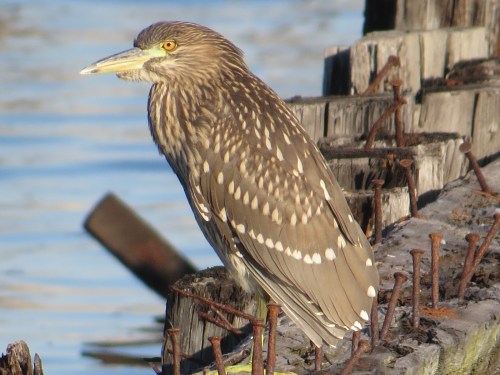 Nycticorax nycticorax