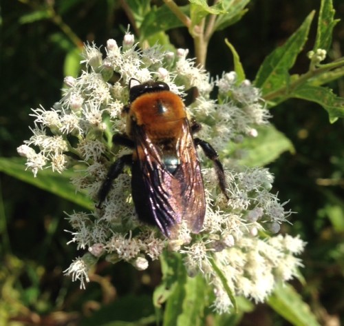 Xylocopa