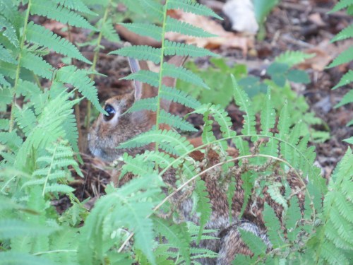 Sylvilagus floridanus