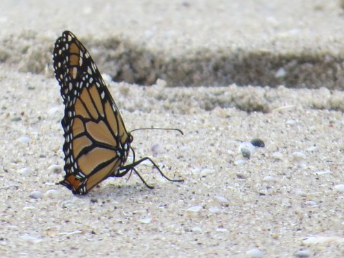 Danaus plexippus