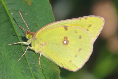 Colias philodice