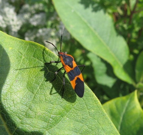 Oncopeltus fasciatus